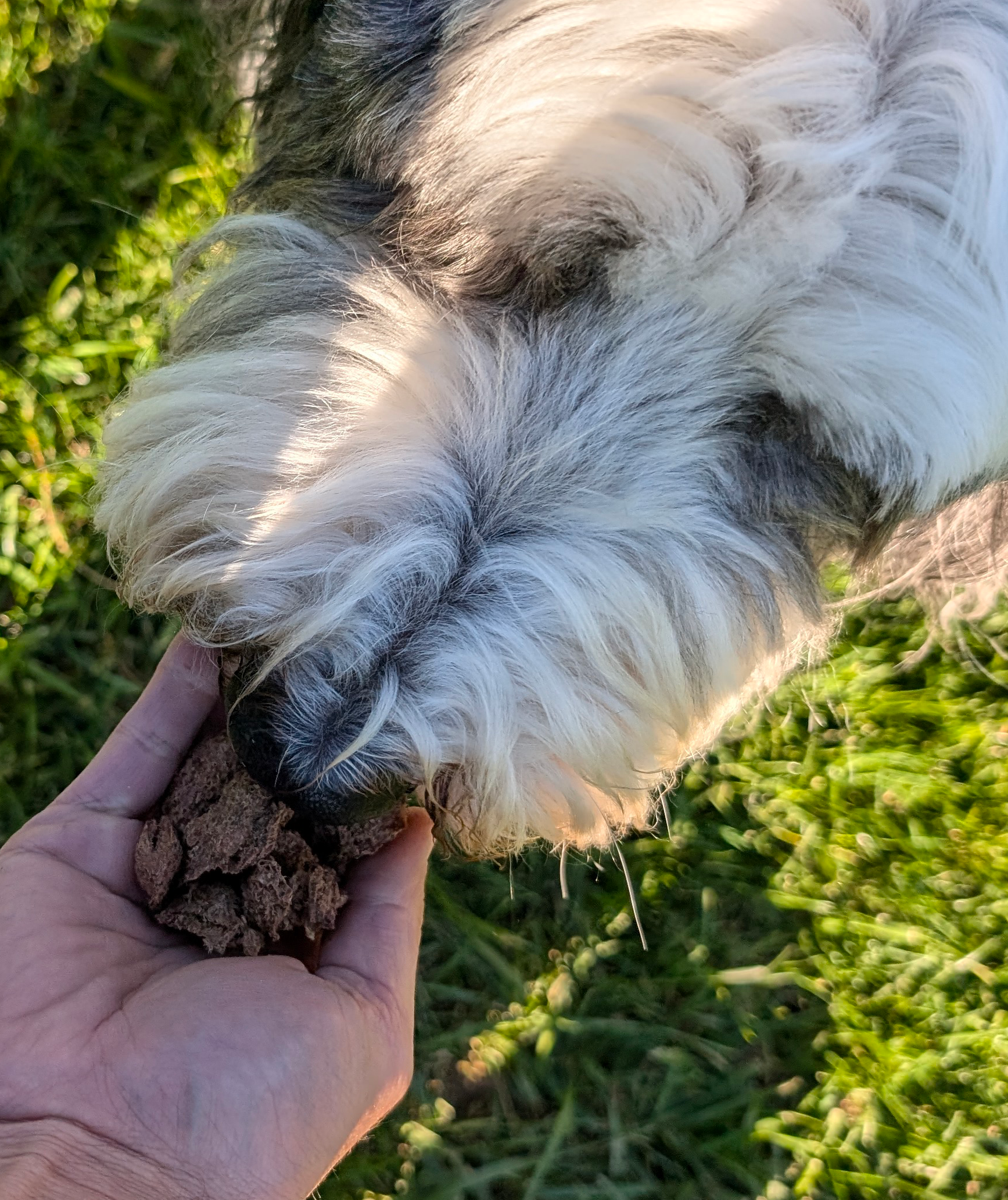 A fluffy dog eating treats from a person's hand outside.